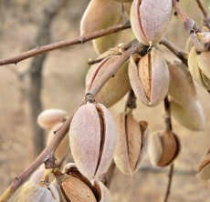 Frutos secos y Especias